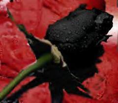  Black Rose 4 u....