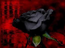 Black Rose 4 u....