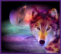 Colourful Wolves - bright-colors photo
