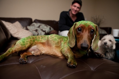 Jason and gator hotdogdog
