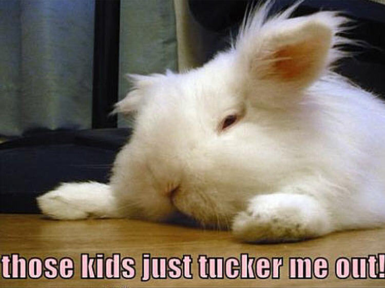 Ugly truth fluffy bunny