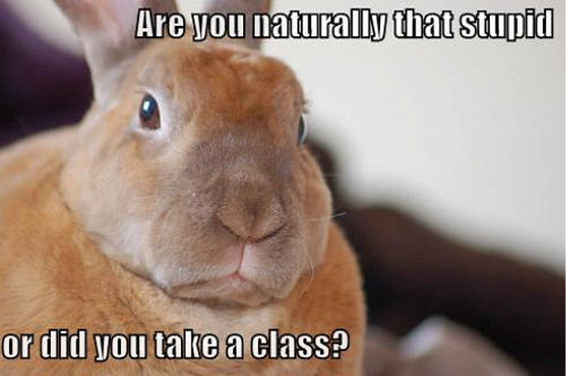 Animal Humor images bunny funny HD wallpaper and background photos 19947879