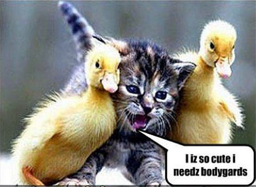  cat & bird funny