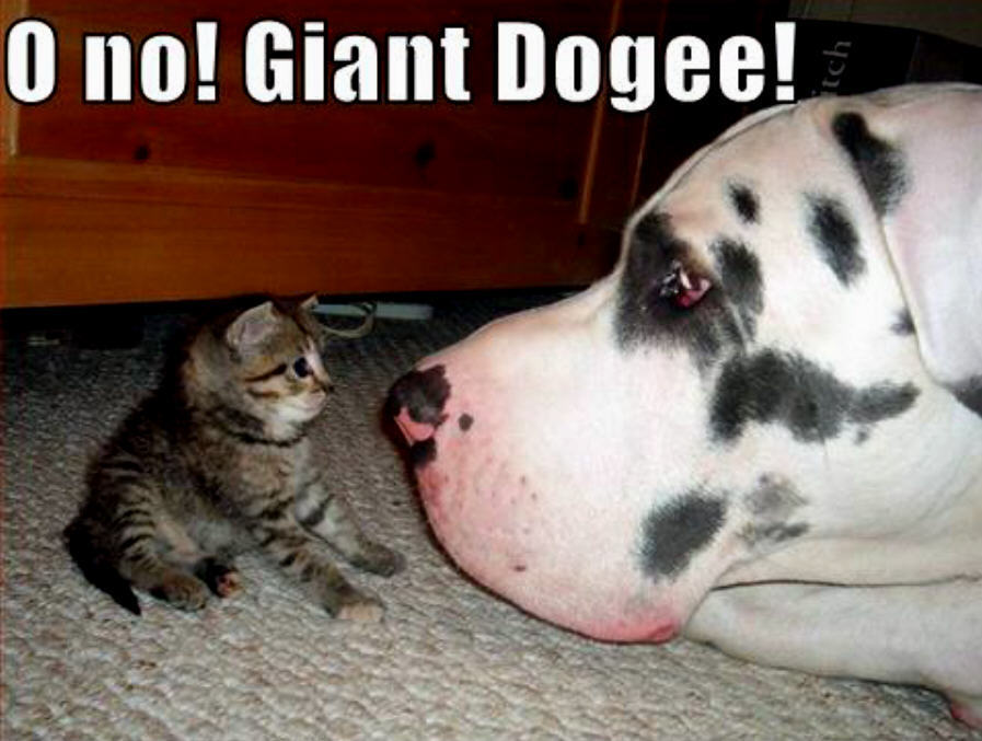 cat & dog funny - Animal Humor Photo (19955205) - Fanpop