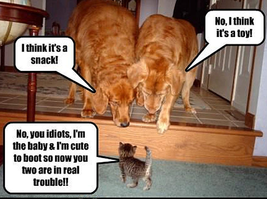 cat & dog funny Animal Humor Photo (19955364) Fanpop