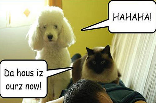  cat & dog funny