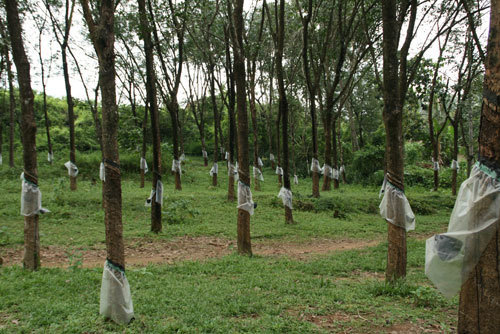 rubber cultivation in kerala