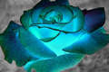 Beautiful - roses photo