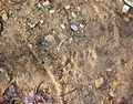 Can you please tell me what animal tracks are these? Thanks :) - animals photo