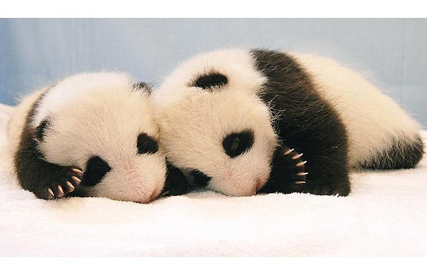 Cute-Panda-Cubs-funkyrach01-20062596-620-400.jpg