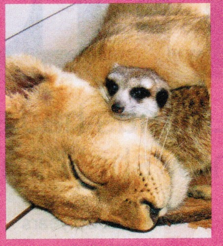 Lioness & Meekat - Friends