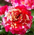 Splattered Splendor - roses photo