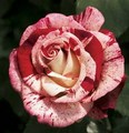 Splattered Splendor - roses photo