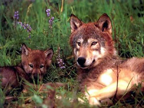  狼, オオカミ Mum