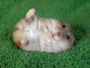  Hamsters <3