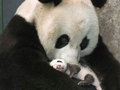 Mothers love their children - animals photo