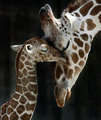 Mothers love their children - animals photo