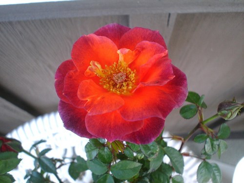My Beautiful New Rose