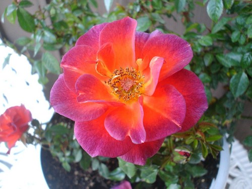 My Beautiful New Rose