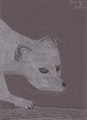 Snow White (Arctic fox) - alpha-and-omega fan art
