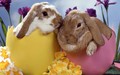 bunny-rabbits - bunny wallpaper