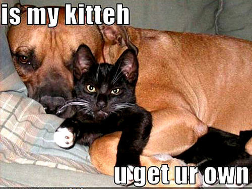  dog & cat funny