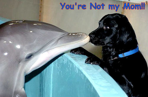 dog & delphin funny