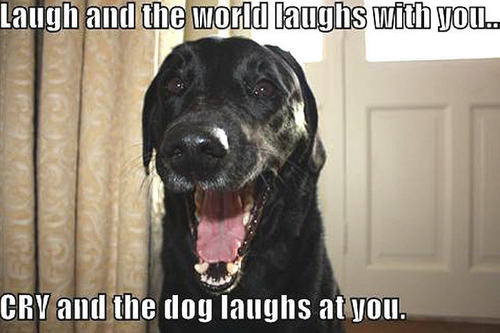  dog funny