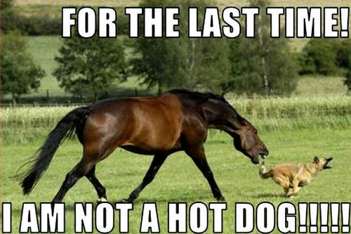  dog & horse funny