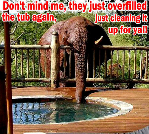 elephant funny