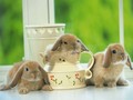 bunny-rabbits - rabbits wallpaper