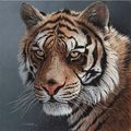 animals - Tigers screencap