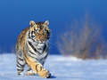 animals - Tigers screencap
