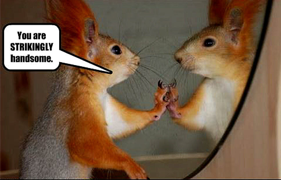 squirrel funny - Animal Humor Photo (20269084) - Fanpop