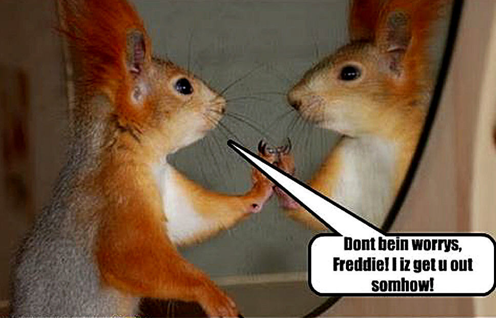 squirrel funny - Animal Humor Photo (20269096) - Fanpop
