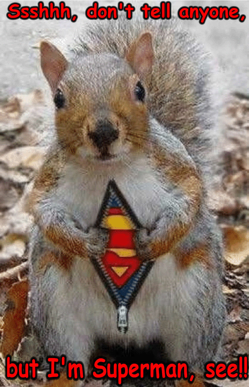 squirrel funny - Animal Humor Photo (20269148) - Fanpop