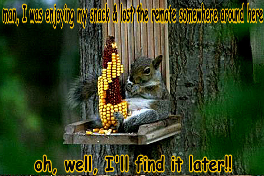 squirrel funny - Animal Humor Photo (20269153) - Fanpop