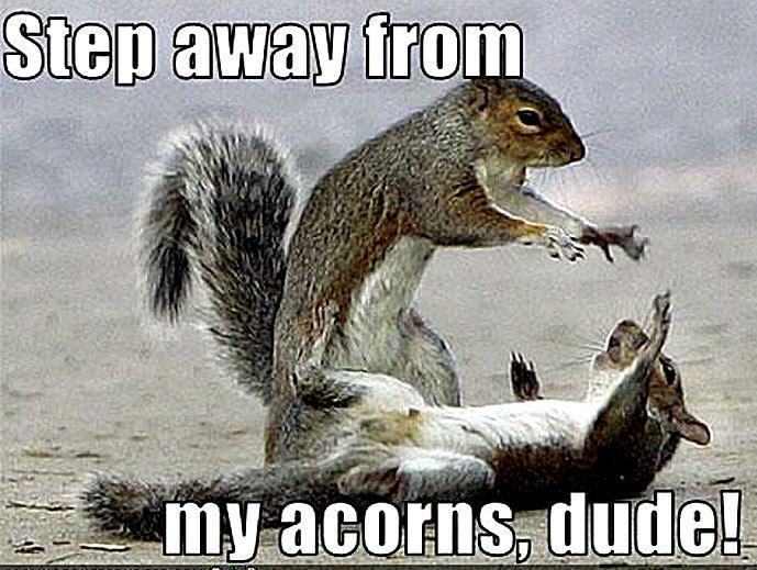 squirrel funny - Animal Humor Photo (20272032) - Fanpop