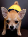 The Cheeky Chihuahua - chihuahuas photo
