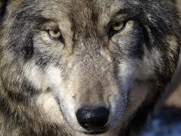  Wolves <3