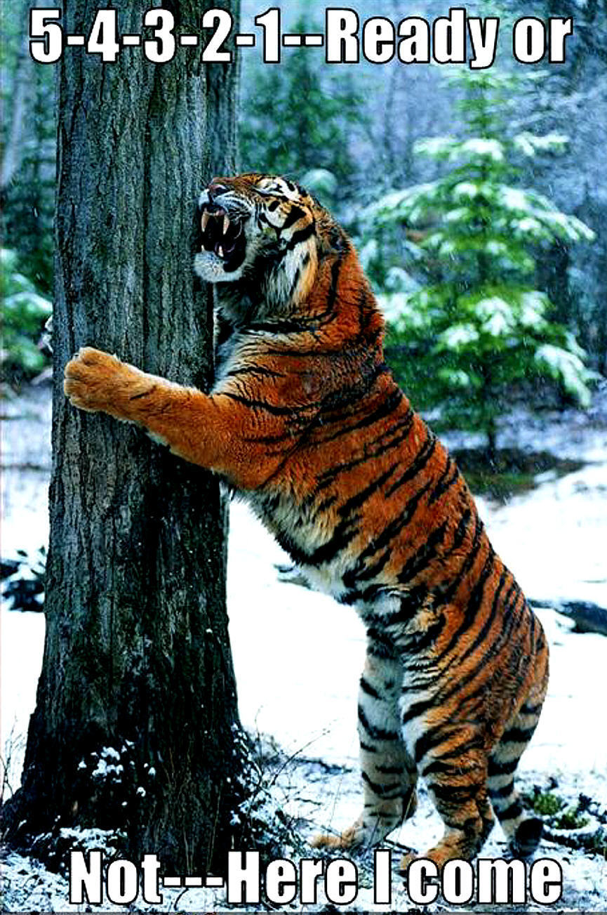 tiger funny - Animal Humor Photo (20318958) - Fanpop