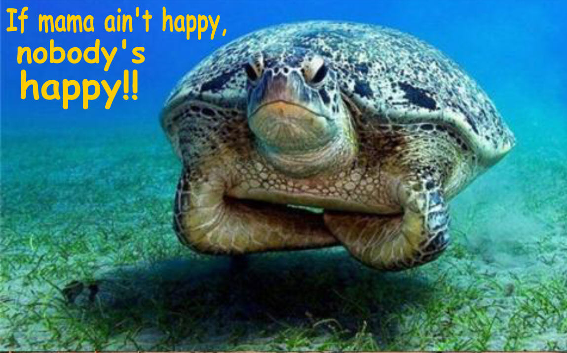 turtle funny - Animal Humor Photo (20319359) - Fanpop