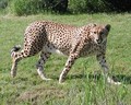 Cheetah - animals photo