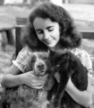 Elizabeth Taylor  1932 - 2011 - classic-movies photo