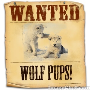 wanted wolf