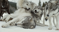wolves - wolves photo