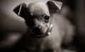 Beautiful in Black and White - chihuahuas photo