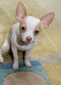 Cute Chihuahua Puppy  - chihuahuas photo