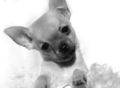 Cute Chihuahua Puppy  - chihuahuas photo