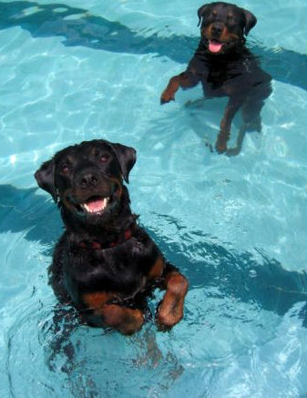  rottweiler cachorritos having fun in the pool :D